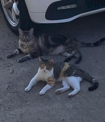 Customer's cats using the litter box