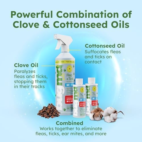 BugMD infographic showing how clove oil paralyzes fleas and cottonseed oil suffocates them on contact