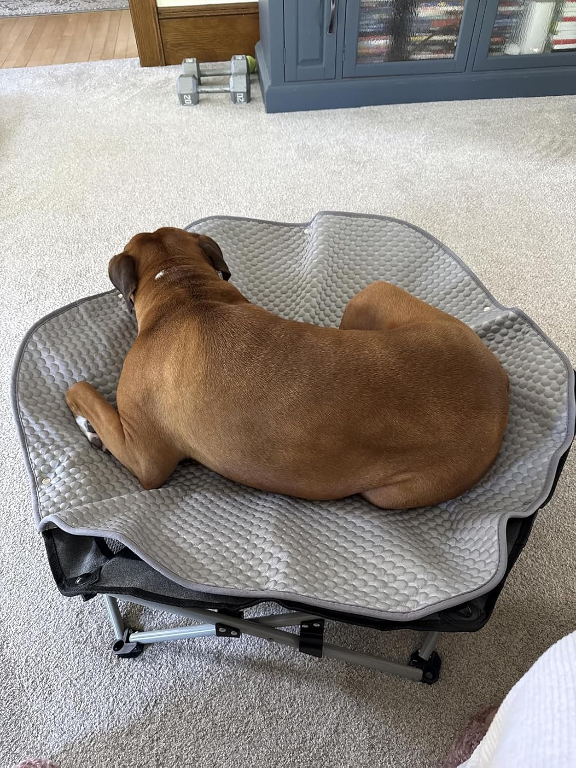 Pecute Foldable Elevated Dog Bed Review: 2 Weeks With the Cooling Cot
